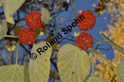 Echter Papiermaulbeerbaum, Echte Papiermaulbeere, Broussonetia papyrifera, Broussonetia papyrifera, Echter Papiermaulbeerbaum, Echte Papiermaulbeere, Echter Papier-Maulbeerbaum, Moraceae, Kozo Rohfasern, Kozo Rohfasern, gekocht und geschlagen Kauf von 02156_broussonetia_papyrifera_dsc_0898.jpg