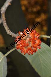 Echter Papiermaulbeerbaum, Echte Papiermaulbeere, Broussonetia papyrifera, Broussonetia papyrifera, Echter Papiermaulbeerbaum, Echte Papiermaulbeere, Echter Papier-Maulbeerbaum, Moraceae, Kozo Rohfasern, Kozo Rohfasern, gekocht und geschlagen Kauf von 02156_broussonetia_papyrifera_dsc_0899.jpg