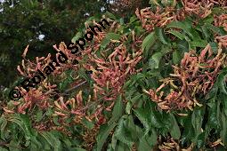 Rote Pavie, Echte Pavia, Aesculus pavia, Pavia rubra, Aesculus discolor, Aesculus splendens, Aesculus pavia, Aesculus discolor, Aesculus spendens, Pavia rubra, Rote Pavie, Echte Pavie, Sapindaceae, Blühend Kauf von 02169_aesculus_pavia_dsc_4224.jpg