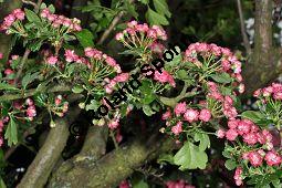 Rotdorn 'Paul's Scarlett', Rotdorn 'Pauls Scarlett', Crataegus laevigata 'Pauls Scarlett', Crataegus laevigata 'Coccinea Plena', Crataegus laevigata 'Paulii', Crataegus laevigata 'Pauls Scarlett', Crataegus laevigata 'Coccinea Plena', Crataegus laevigata 'Paulii', Rotdorn 'Paul's Scarlett', Rotdorn 'Pauls Scarlett', Rosaceae, Blühend Kauf von 02181_crataegus_laevigata_pauls_scarlet_dsc_3675.jpg