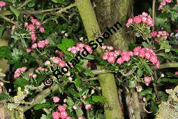 Rotdorn 'Paul's Scarlett', Rotdorn 'Pauls Scarlett', Crataegus laevigata 'Pauls Scarlett', Crataegus laevigata 'Coccinea Plena', Crataegus laevigata 'Paulii', Crataegus laevigata 'Pauls Scarlett', Crataegus laevigata 'Coccinea Plena', Crataegus laevigata 'Paulii', Rotdorn 'Paul's Scarlett', Rotdorn 'Pauls Scarlett', Rosaceae, Blhend Kauf von 02181_crataegus_laevigata_pauls_scarlet_dsc_3677.jpg