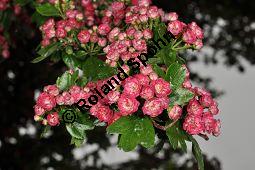 Rotdorn 'Paul's Scarlett', Rotdorn 'Pauls Scarlett', Crataegus laevigata 'Pauls Scarlett', Crataegus laevigata 'Coccinea Plena', Crataegus laevigata 'Paulii', Crataegus laevigata 'Pauls Scarlett', Crataegus laevigata 'Coccinea Plena', Crataegus laevigata 'Paulii', Rotdorn 'Paul's Scarlett', Rotdorn 'Pauls Scarlett', Rosaceae, Blühend Kauf von 02181_crataegus_laevigata_pauls_scarlet_dsc_3679.jpg