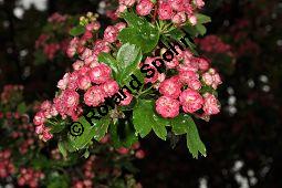 Rotdorn 'Paul's Scarlett', Rotdorn 'Pauls Scarlett', Crataegus laevigata 'Pauls Scarlett', Crataegus laevigata 'Coccinea Plena', Crataegus laevigata 'Paulii', Crataegus laevigata 'Pauls Scarlett', Crataegus laevigata 'Coccinea Plena', Crataegus laevigata 'Paulii', Rotdorn 'Paul's Scarlett', Rotdorn 'Pauls Scarlett', Rosaceae, Blühend Kauf von 02181_crataegus_laevigata_pauls_scarlet_dsc_3680.jpg