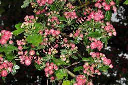 Rotdorn 'Paul's Scarlett', Rotdorn 'Pauls Scarlett', Crataegus laevigata 'Pauls Scarlett', Crataegus laevigata 'Coccinea Plena', Crataegus laevigata 'Paulii', Crataegus laevigata 'Pauls Scarlett', Crataegus laevigata 'Coccinea Plena', Crataegus laevigata 'Paulii', Rotdorn 'Paul's Scarlett', Rotdorn 'Pauls Scarlett', Rosaceae, Blhend Kauf von 02181_crataegus_laevigata_pauls_scarlet_dsc_3681.jpg