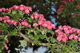 Rotdorn 'Paul's Scarlett', Rotdorn 'Pauls Scarlett', Crataegus laevigata 'Pauls Scarlett', Crataegus laevigata 'Coccinea Plena', Crataegus laevigata 'Paulii', Crataegus laevigata 'Pauls Scarlett', Crataegus laevigata 'Coccinea Plena', Crataegus laevigata 'Paulii', Rotdorn 'Paul's Scarlett', Rotdorn 'Pauls Scarlett', Rosaceae, Blühend Kauf von 02181_crataegus_laevigata_pauls_scarlett_dsc_4208.jpg