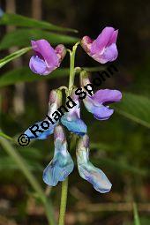 Frhlings-Platterbse, Zarte Platterbse, Lathyrus vernus, Fabaceae, Lathyrus vernus, Frhlings-Platterbse, Zarte Platterbse, Blhend Kauf von 02194_lathyrus_vernus_dsc_3552.jpg