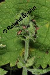 Wald-Ziest, Stachys sylvatica, Stachys sylvatica, Wald-Ziest, Lamiaceae, Minierfliegengnge, Blatt mit Gngen von Minierfliege Amauromyza cf. lamii Kauf von 02212_stachys_sylvatica_dsc_2730.jpg