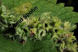 Wald-Ziest, Stachys sylvatica, Stachys sylvatica, Wald-Ziest, Lamiaceae, Minierfliegengnge, Blatt mit Gngen von Minierfliege Amauromyza cf. lamii Kauf von 02212_stachys_sylvatica_dsc_2733.jpg