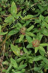 Zickzack-Klee, Mittlerer Klee, Trifolium medium, Trifolium medium, Zickzack-Klee, Mittlerer Klee, Fabaceae, mit Pilzbefall, entweder Klappenschorf Pseudopeziza medicaginis oder Blattbrand Leptosphaerulina trifolii Kauf von 02246_trifolium_medium_dsc_2647.jpg