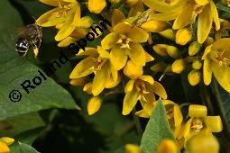 Gewöhnlicher Gilbweiderich, Gelb-Felberich, Gelbfelberich, Lysimachia vulgaris, Lysimachia vulgaris, Gewöhnlicher Gilbweiderich, Goldfelberich, Gold-Felberich, Primulaceae, Blühend mit Gallen, mit Gallen von Gallmilbe Aceria laticincta Kauf von 02247_lysimachia_vulgaris_dsc_2521.jpg