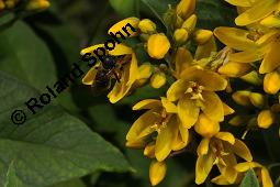 Gewhnlicher Gilbweiderich, Gelb-Felberich, Gelbfelberich, Lysimachia vulgaris, Lysimachia vulgaris, Gewhnlicher Gilbweiderich, Goldfelberich, Gold-Felberich, Primulaceae, Blhend mit Gallen, mit Gallen von Gallmilbe Aceria laticincta Kauf von 02247_lysimachia_vulgaris_dsc_2522.jpg