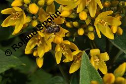 Gewhnlicher Gilbweiderich, Gelb-Felberich, Gelbfelberich, Lysimachia vulgaris, Lysimachia vulgaris, Gewhnlicher Gilbweiderich, Goldfelberich, Gold-Felberich, Primulaceae, Blhend mit Gallen, mit Gallen von Gallmilbe Aceria laticincta Kauf von 02247_lysimachia_vulgaris_dsc_2523.jpg