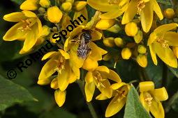 Gewöhnlicher Gilbweiderich, Gelb-Felberich, Gelbfelberich, Lysimachia vulgaris, Lysimachia vulgaris, Gewöhnlicher Gilbweiderich, Goldfelberich, Gold-Felberich, Primulaceae, Blühend mit Gallen, mit Gallen von Gallmilbe Aceria laticincta Kauf von 02247_lysimachia_vulgaris_dsc_2524.jpg