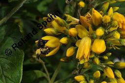 Gewöhnlicher Gilbweiderich, Gelb-Felberich, Gelbfelberich, Lysimachia vulgaris, Lysimachia vulgaris, Gewöhnlicher Gilbweiderich, Goldfelberich, Gold-Felberich, Primulaceae, Blühend mit Gallen, mit Gallen von Gallmilbe Aceria laticincta Kauf von 02247_lysimachia_vulgaris_dsc_2527.jpg