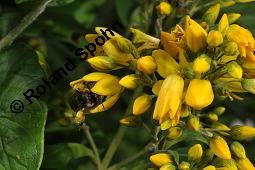 Gewöhnlicher Gilbweiderich, Gelb-Felberich, Gelbfelberich, Lysimachia vulgaris, Lysimachia vulgaris, Gewöhnlicher Gilbweiderich, Goldfelberich, Gold-Felberich, Primulaceae, Blühend mit Gallen, mit Gallen von Gallmilbe Aceria laticincta Kauf von 02247_lysimachia_vulgaris_dsc_2528.jpg