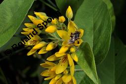 Gewhnlicher Gilbweiderich, Gelb-Felberich, Gelbfelberich, Lysimachia vulgaris, Lysimachia vulgaris, Gewhnlicher Gilbweiderich, Goldfelberich, Gold-Felberich, Primulaceae, Blhend mit Gallen, mit Gallen von Gallmilbe Aceria laticincta Kauf von 02247_lysimachia_vulgaris_dsc_2531.jpg