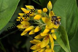 Gewhnlicher Gilbweiderich, Gelb-Felberich, Gelbfelberich, Lysimachia vulgaris, Lysimachia vulgaris, Gewhnlicher Gilbweiderich, Goldfelberich, Gold-Felberich, Primulaceae, Blhend mit Gallen, mit Gallen von Gallmilbe Aceria laticincta Kauf von 02247_lysimachia_vulgaris_dsc_2532.jpg