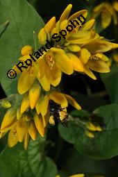 Gewöhnlicher Gilbweiderich, Gelb-Felberich, Gelbfelberich, Lysimachia vulgaris, Lysimachia vulgaris, Gewöhnlicher Gilbweiderich, Goldfelberich, Gold-Felberich, Primulaceae, Blühend mit Gallen, mit Gallen von Gallmilbe Aceria laticincta Kauf von 02247_lysimachia_vulgaris_dsc_2533.jpg