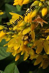 Gewöhnlicher Gilbweiderich, Gelb-Felberich, Gelbfelberich, Lysimachia vulgaris, Lysimachia vulgaris, Gewöhnlicher Gilbweiderich, Goldfelberich, Gold-Felberich, Primulaceae, Blühend mit Gallen, mit Gallen von Gallmilbe Aceria laticincta Kauf von 02247_lysimachia_vulgaris_dsc_2534.jpg