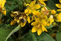 Gewöhnlicher Gilbweiderich, Gelb-Felberich, Gelbfelberich, Lysimachia vulgaris, Lysimachia vulgaris, Gewöhnlicher Gilbweiderich, Goldfelberich, Gold-Felberich, Primulaceae, Blühend mit Gallen, mit Gallen von Gallmilbe Aceria laticincta Kauf von 02247_lysimachia_vulgaris_dsc_2536.jpg