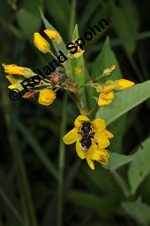 Gewhnlicher Gilbweiderich, Gelb-Felberich, Gelbfelberich, Lysimachia vulgaris, Lysimachia vulgaris, Gewhnlicher Gilbweiderich, Goldfelberich, Gold-Felberich, Primulaceae, Blhend mit Gallen, mit Gallen von Gallmilbe Aceria laticincta Kauf von 02247_lysimachia_vulgaris_dsc_5669.jpg