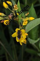 Gewöhnlicher Gilbweiderich, Gelb-Felberich, Gelbfelberich, Lysimachia vulgaris, Lysimachia vulgaris, Gewöhnlicher Gilbweiderich, Goldfelberich, Gold-Felberich, Primulaceae, Blühend mit Gallen, mit Gallen von Gallmilbe Aceria laticincta Kauf von 02247_lysimachia_vulgaris_dsc_5670.jpg