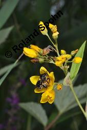 Gewöhnlicher Gilbweiderich, Gelb-Felberich, Gelbfelberich, Lysimachia vulgaris, Lysimachia vulgaris, Gewöhnlicher Gilbweiderich, Goldfelberich, Gold-Felberich, Primulaceae, Blühend mit Gallen, mit Gallen von Gallmilbe Aceria laticincta Kauf von 02247_lysimachia_vulgaris_dsc_5671.jpg