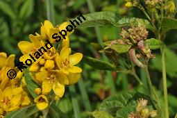 Gewhnlicher Gilbweiderich, Gelb-Felberich, Gelbfelberich, Lysimachia vulgaris, Lysimachia vulgaris, Gewhnlicher Gilbweiderich, Goldfelberich, Gold-Felberich, Primulaceae, Blhend mit Gallen, mit Gallen von Gallmilbe Aceria laticincta Kauf von 02247_lysimachia_vulgaris_dsc_5730.jpg