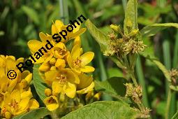 Gewhnlicher Gilbweiderich, Gelb-Felberich, Gelbfelberich, Lysimachia vulgaris, Lysimachia vulgaris, Gewhnlicher Gilbweiderich, Goldfelberich, Gold-Felberich, Primulaceae, Blhend mit Gallen, mit Gallen von Gallmilbe Aceria laticincta Kauf von 02247_lysimachia_vulgaris_dsc_5731.jpg