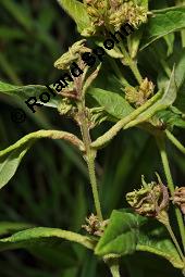 Gewöhnlicher Gilbweiderich, Gelb-Felberich, Gelbfelberich, Lysimachia vulgaris, Lysimachia vulgaris, Gewöhnlicher Gilbweiderich, Goldfelberich, Gold-Felberich, Primulaceae, Blühend mit Gallen, mit Gallen von Gallmilbe Aceria laticincta Kauf von 02247_lysimachia_vulgaris_dsc_5732.jpg