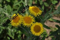 Großes Flohkraut, Ruhr-Flohkraut, Ruhrwurz, Pulicaria dysenterica, Pulicaria dysenterica, Großes Flohkraut, Ruhr-Flohkraut, Ruhrwurz, Asteraceae, Blühend Kauf von 02276_pulicaria_dysenterica_dsc_5092.jpg