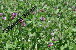 Feld-Erbse, Futter-Erbse, Grau-Erbse, Stock-Erbse, Peluschke, Pisum sativum ssp. arvense, Pisum sativum cv. speciosum, Pisum sativum ssp. arvense, Pisum sativum cv. speciosum, Feld-Erbse, Futter-Erbse, Grau-Erbse, Stock-Erbse, Peluschke, Fabaceae, Anbau Kauf von 02279_pisum_sativum_arvense_dsc_4570.jpg