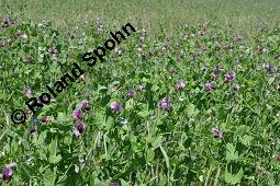 Feld-Erbse, Futter-Erbse, Grau-Erbse, Stock-Erbse, Peluschke, Pisum sativum ssp. arvense, Pisum sativum cv. speciosum, Pisum sativum ssp. arvense, Pisum sativum cv. speciosum, Feld-Erbse, Futter-Erbse, Grau-Erbse, Stock-Erbse, Peluschke, Fabaceae, Anbau Kauf von 02279_pisum_sativum_arvense_dsc_4574.jpg