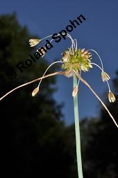 Ross-Lauch, Kohl-Lauch, Allium oleraceum, Allium oleraceum, Ross-Lauch, Kohl-Lauch, Amaryllidaceae, Blühend Kauf von 02291_allium_oleraceum_dsc_3564.jpg