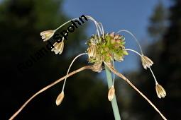 Ross-Lauch, Kohl-Lauch, Allium oleraceum, Allium oleraceum, Ross-Lauch, Kohl-Lauch, Amaryllidaceae, Blühend Kauf von 02291_allium_oleraceum_dsc_3565.jpg