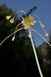 Ross-Lauch, Kohl-Lauch, Allium oleraceum, Allium oleraceum, Ross-Lauch, Kohl-Lauch, Amaryllidaceae, Blühend Kauf von 02291_allium_oleraceum_dsc_3566.jpg