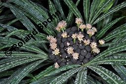 Osmoxylon lineare, Boerlagiodendron lineare, Osmoxylon lineare, Boerlagiodendron lineare, Araliaceae, Blühend Kauf von 02308_osmoxylon_lineare_dsc_7893.jpg