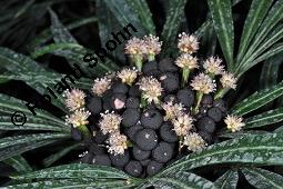 Osmoxylon lineare, Boerlagiodendron lineare, Osmoxylon lineare, Boerlagiodendron lineare, Araliaceae, Blühend Kauf von 02308_osmoxylon_lineare_dsc_7894.jpg