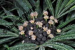 Osmoxylon lineare, Boerlagiodendron lineare, Osmoxylon lineare, Boerlagiodendron lineare, Araliaceae, Blühend Kauf von 02308_osmoxylon_lineare_dsc_7895.jpg