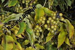 Amur-Korkbaum, Amur-Gelbbaum, Phellodendron amurense, Phellodendron amurense, Amur-Korkbaum, Amur-Gelbbaum, Rutaceae, fruchtend Kauf von 02440_phellodendron_amurense_dsc_7882.jpg