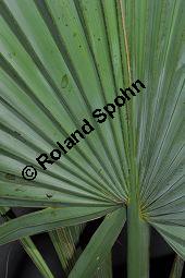 Kleine Sabal-Palme, Zwerg-Palmettopalme, Sabal minor, Sabal adansonii, Sabal pumila, Sabal glabra, Sabal minima, Palmae, Sabal minor, Sabal adansonii, Sabal pumila, Sabal glabra, Sabal minima, Kleine Sabal-Palme, Zwerg-Palmettopalme, Blattausschnitt Kauf von 02449_sabal_minor_dsc_1692.jpg