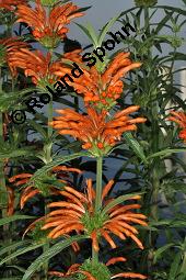 Groblttriges Lwenohr, Leonotis leonurus, Leonotis leonurus, Groblttriges Lwenohr, Lamiaceae, Blhend Kauf von 02450_leonotis_leonurus_dsc_6714.jpg