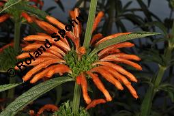 Groblttriges Lwenohr, Leonotis leonurus, Leonotis leonurus, Groblttriges Lwenohr, Lamiaceae, Blhend Kauf von 02450_leonotis_leonurus_dsc_6715.jpg