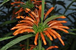 Groblttriges Lwenohr, Leonotis leonurus, Leonotis leonurus, Groblttriges Lwenohr, Lamiaceae, Blhend Kauf von 02450_leonotis_leonurus_dsc_6716.jpg