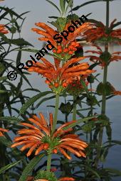 Großblättriges Löwenohr, Leonotis leonurus, Leonotis leonurus, Großblättriges Löwenohr, Lamiaceae, Blühend Kauf von 02450_leonotis_leonurus_dsc_6717.jpg