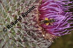 Wollköpfige Kratzdistel, Wollige Kratzdistel, Mönchskrone, Cirsium eriophorum, Carduus eriophorus, Cirsium eriophorum, Carduus eriophorus, Wollköpfige Kratzdistel; Mönchskrone, Wollige Kratzdistel, Asteraceae, mit Spinne, mit Veränderliche Krabbenspinne, Misumena vatia, Weibchen, hat Honigbiene, Apis mellifica, Apis mellifera gefangen Kauf von 02464_cirsium_eriophorum_dsc_2795.jpg