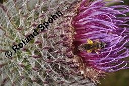 Wollköpfige Kratzdistel, Wollige Kratzdistel, Mönchskrone, Cirsium eriophorum, Carduus eriophorus, Cirsium eriophorum, Carduus eriophorus, Wollköpfige Kratzdistel; Mönchskrone, Wollige Kratzdistel, Asteraceae, mit Spinne, mit Veränderliche Krabbenspinne, Misumena vatia, Weibchen, hat Honigbiene, Apis mellifica, Apis mellifera gefangen Kauf von 02464_cirsium_eriophorum_dsc_2797.jpg