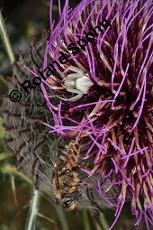 Wollkpfige Kratzdistel, Wollige Kratzdistel, Mnchskrone, Cirsium eriophorum, Carduus eriophorus, Cirsium eriophorum, Carduus eriophorus, Wollkpfige Kratzdistel; Mnchskrone, Wollige Kratzdistel, Asteraceae, mit Spinne, mit Vernderliche Krabbenspinne, Misumena vatia, Weibchen, hat Honigbiene, Apis mellifica, Apis mellifera gefangen Kauf von 02464_cirsium_eriophorum_dsc_3319.jpg