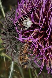 Wollköpfige Kratzdistel, Wollige Kratzdistel, Mönchskrone, Cirsium eriophorum, Carduus eriophorus, Cirsium eriophorum, Carduus eriophorus, Wollköpfige Kratzdistel; Mönchskrone, Wollige Kratzdistel, Asteraceae, mit Spinne, mit Veränderliche Krabbenspinne, Misumena vatia, Weibchen, hat Honigbiene, Apis mellifica, Apis mellifera gefangen Kauf von 02464_cirsium_eriophorum_dsc_3320.jpg