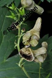 Gelber Eisenhut, Wolfs-Eisenhut, Aconitum lycoctonum, Aconitum vulparia, Aconitum lycoctonum, Aconitum vulparia, Gelber Eisenhut, Wolfs-Eisenhut, Ranunculaceae, Blühend, Blüten mit Pilzbefall Kauf von 02479_aconitum_lycoctonum_dsc_6307.jpg